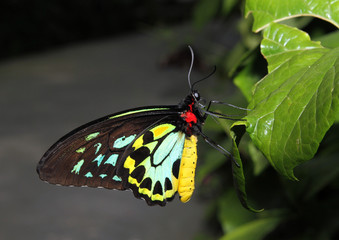 Birdwing Butterfly