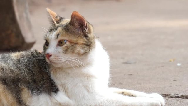 Orange and white Cat lays down on the concrete ground and gazing something.
