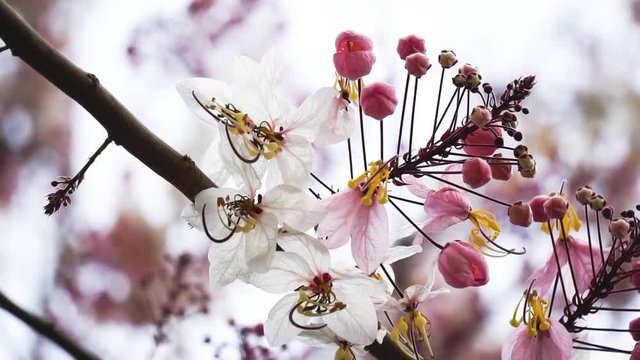 Flowers of Cassia bakeriana or common name Horse Cassia , Pink Cassia , Pink Shower or Wishing Tree. Flowering plants in the legume family usually found in every part of Thailand.
