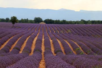 Lavendelfelde in der Provence