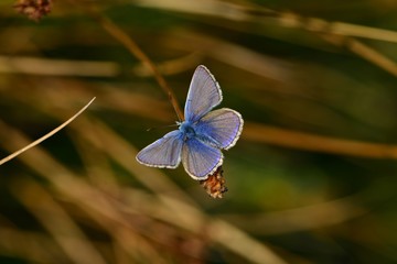 Common Blue Butterfly, U.K.
Macro image of Lepidoptera.