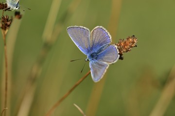 Common Blue Butterfly, U.K.
Macro image of Lepidoptera.