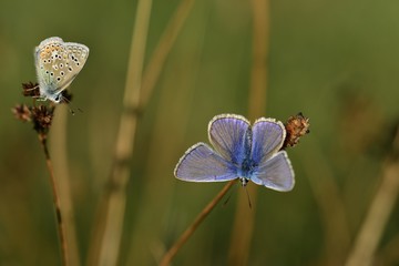 Common Blue Butterfly, U.K.
Macro image of a pair of Lepidoptera.