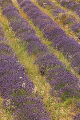 Naklejka na ściany i meble Lavendelfelde in der Provence