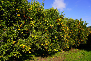 Orchard grove of mandarin trees with bright citrus fruit growing on trees against a blue sky