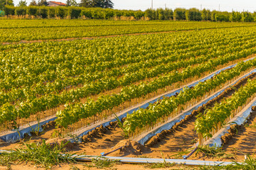 green cultivated fields