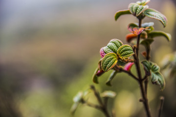 flowers of brazilian altitude