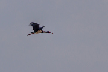 Black stork flying by, Matopos, Zimbabwe