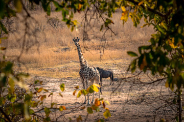Cautious giraffe seen through leafs, Matopos, Zimbabwe