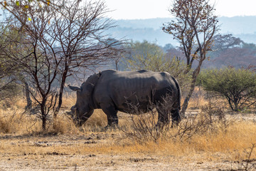 White rhino close encounter, Matopo national park, Zimbabwe
