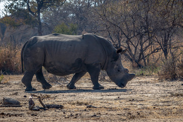 White rhino close encounter,moving away from curious eyes, Matopo national park, Zimbabwe