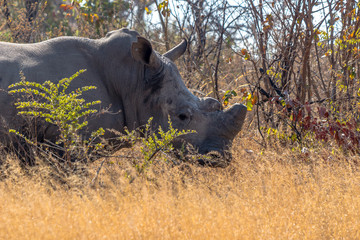 White rhino standing its ground, Matopos national park, Zimbabwe
