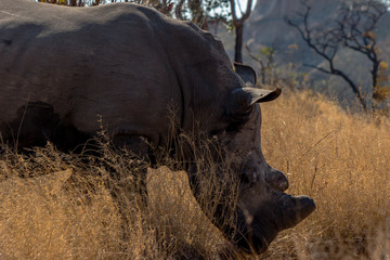 White rhino looking for a shade to rest, Matopos, Zimbabwe