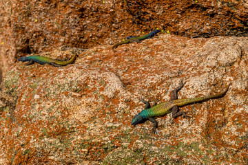 Agama lizzards around Rhodes grave top of the hill world's view, Matopos, Zimbabwe
