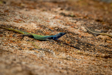 Agama lizzard around Rhodes grave top of the hill world's view, Matopos, Zimbabwe