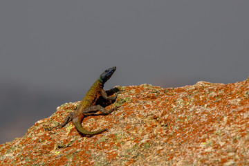 Agama lizzard almost posing for picture, Rhodes grave, Matopos, Zimbabwe