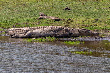 Huge crocodile having a rest next to the water, Matopos national park, Zimbabwe