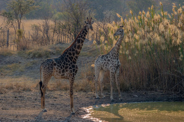 Giraffe looking around to see if its safe to drink, Matopos, Zimbabwe