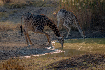Giraffes bending foward to drink, Matopos, Zimbabwe