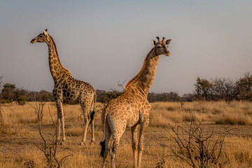Giraffes standing at lookout for danger in vlei, Matopos, Zimbabwe