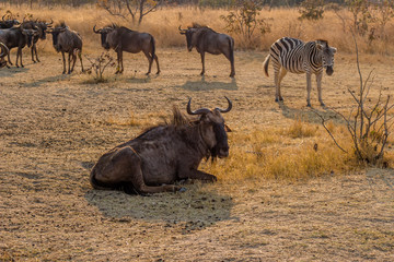 Wilderbeast and zebras waiting to feed, Matopos, Zimbabwe