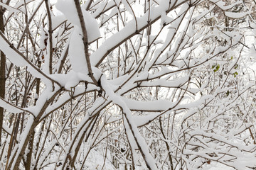 snow-covered branches of young trees