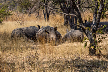 Group of white rhinos having a rest from the afternoon sun, Matopos, Zimbabwe