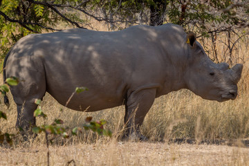 Big white rhino male standing guard, Matopos, Zimbabwe