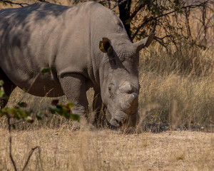 Big white rhino male ready to charge, Matopos, Zimbabwe