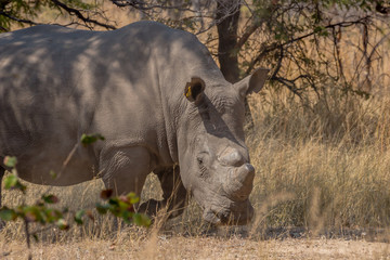 Big white rhino male standing guard ready to charge, Matopos, Zimbabwe