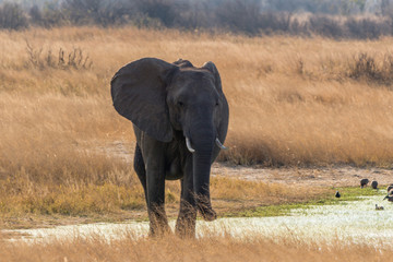 Curious elephant walking towards camera, Hwenge national park, Zimbabwe