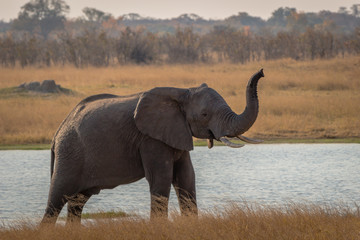 Elephant posing for photo, Hwenge national park, Zimbabwe