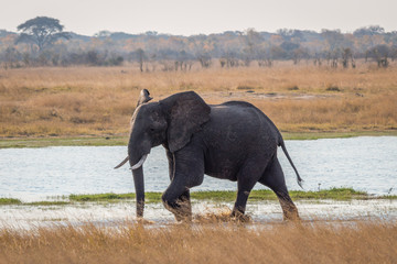 Elephant feeling a bit scare, Hwenge, Zimbabwe