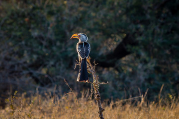 Yellow billed hornbill sitting in a branch, Hwenge national park, Zimbabwe