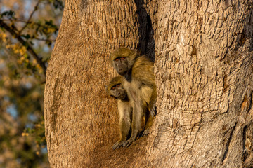 Curious baboons peeking from a safe place, Hwenge, Zimbabwe