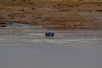 "I see you" hippo in the water, Hwange national park, Zimbabwe