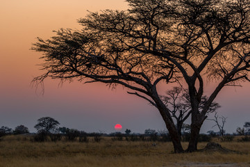 Amazing sunset with beautiful landscape at Hwenge national park, Zimbabwe