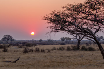 Amazing sunset with beautiful landscape at Hwenge national park, Zimbabwe