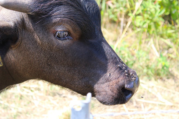 Cute Baby Cow Portrait