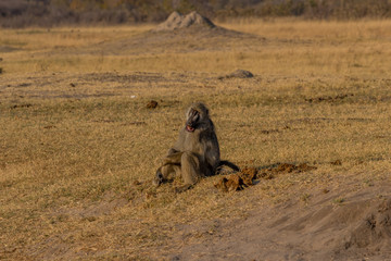 Sleeping baboon sitting on the ground mouth open, Hwenge, Zimbabwe