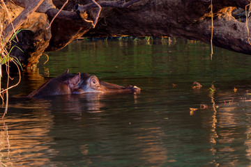 Hippo in the water in the mighty Zambezi, Victoria Falls, Zimbabwe