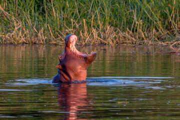 Big hippo comming out of the water mouth open to intimidate, Victoria Falls, Zimbabwe