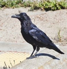 Curious alert raven.