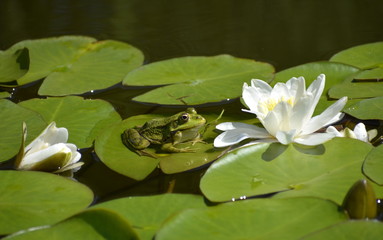 Teichfrosch auf Seerosenblatt