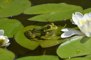 Teichfrosch auf Seerosenblatt