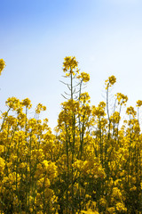yellow rape flowers
