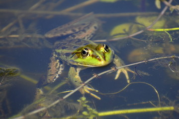 Fototapeta premium Schwimmender Teichfrosch