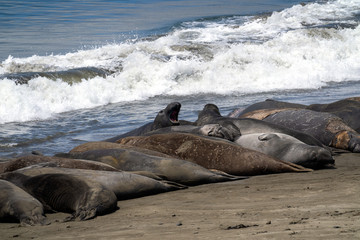 Elephant Seals on the California Coast - Piedras Blancas near San Simeon