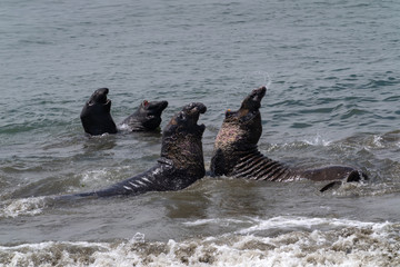 Elephant Seals on the California Coast - Piedras Blancas near San Simeon