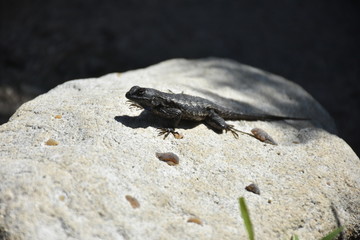 California Garden Lizard on the rock